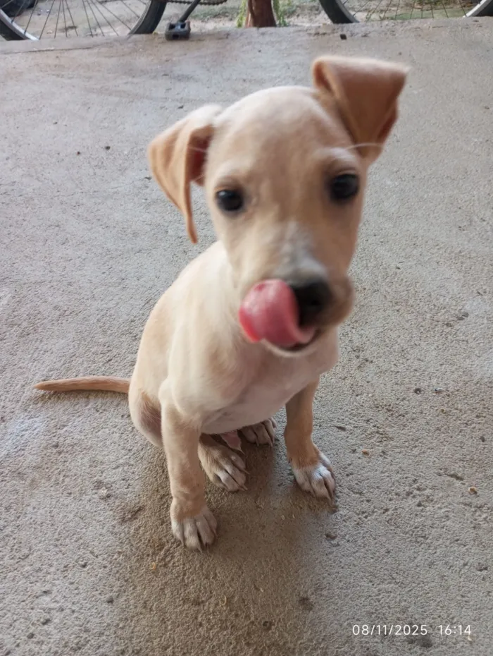 Cachorro raça SRD-ViraLata idade 1 ano nome Igris