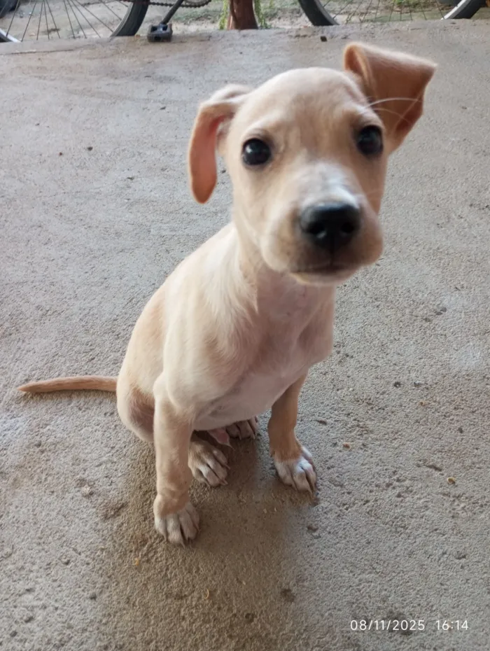 Cachorro raça SRD-ViraLata idade 1 ano nome Igris