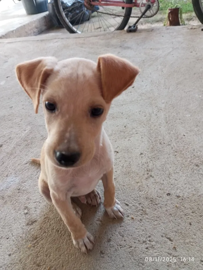 Cachorro raça SRD-ViraLata idade 1 ano nome Igris