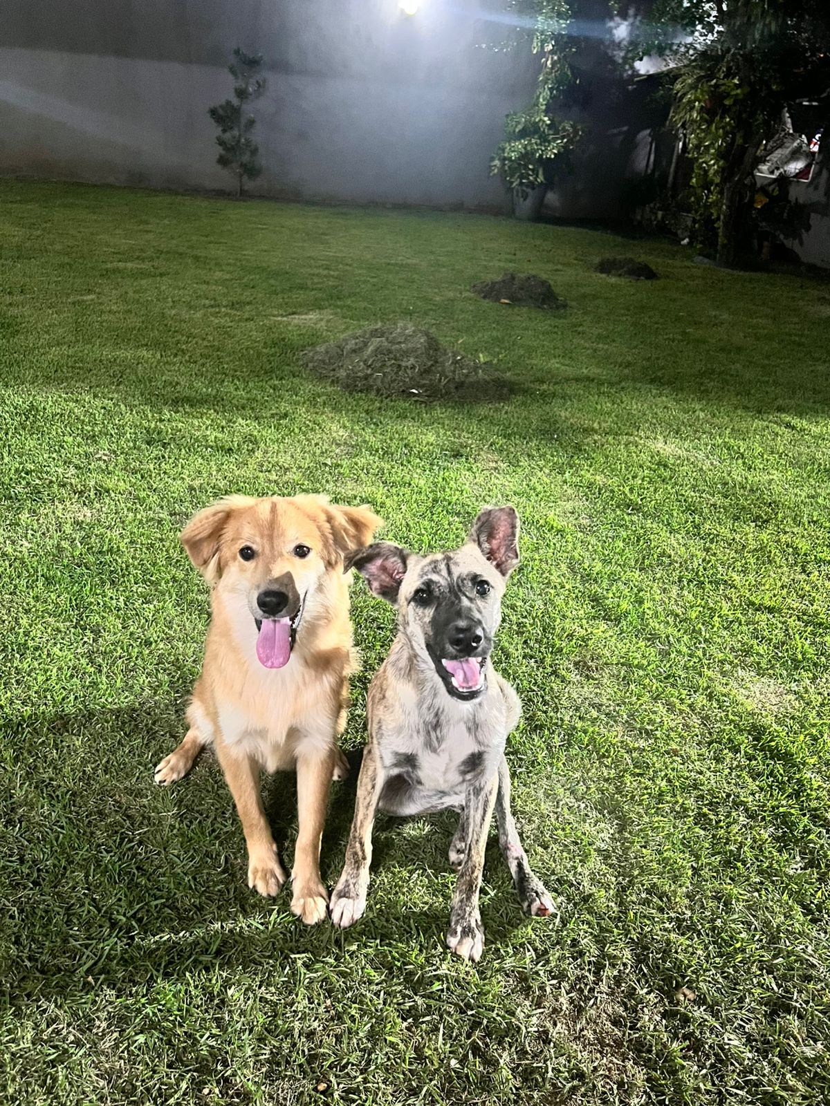 Cachorro raça SRD-ViraLata idade 2 a 6 meses nome Valter Junio  Araujo  Ramos