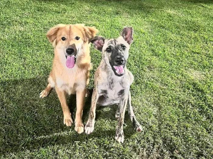 Cachorro raça SRD-ViraLata idade 2 a 6 meses nome Irmãos SRD