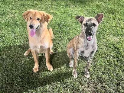 Cachorro raça SRD-ViraLata idade 2 a 6 meses nome Irmãos SRD