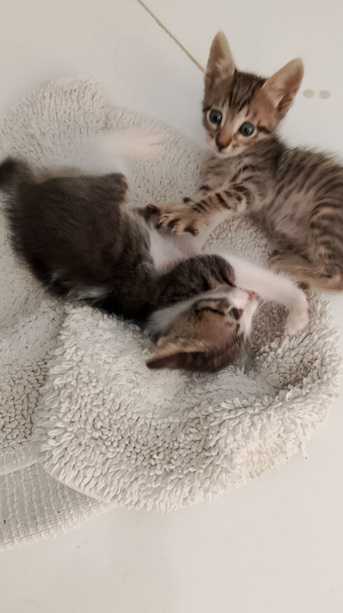 Gato raça SRD-ViraLata idade Abaixo de 2 meses nome Max e Aryna 