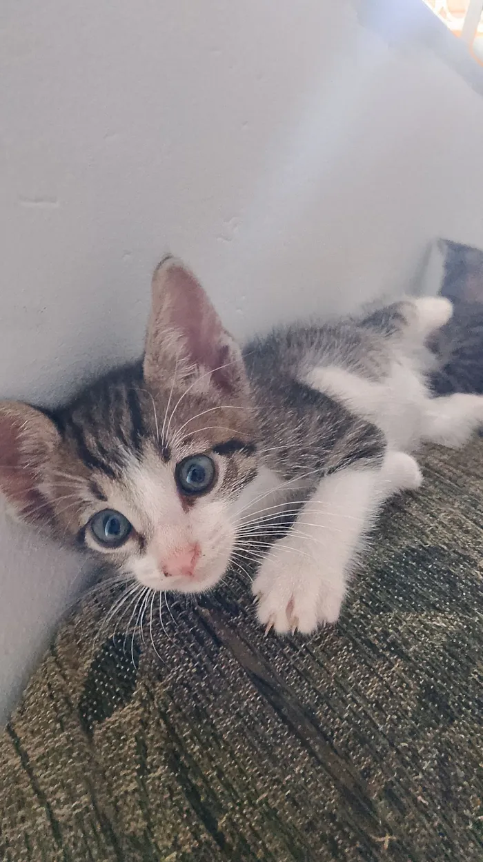 Gato raça SRD-ViraLata idade Abaixo de 2 meses nome Max e Aryna 