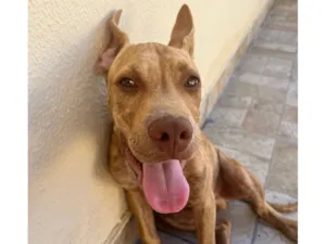 Cachorro raça SRD-ViraLata idade 2 a 6 meses nome Klaus