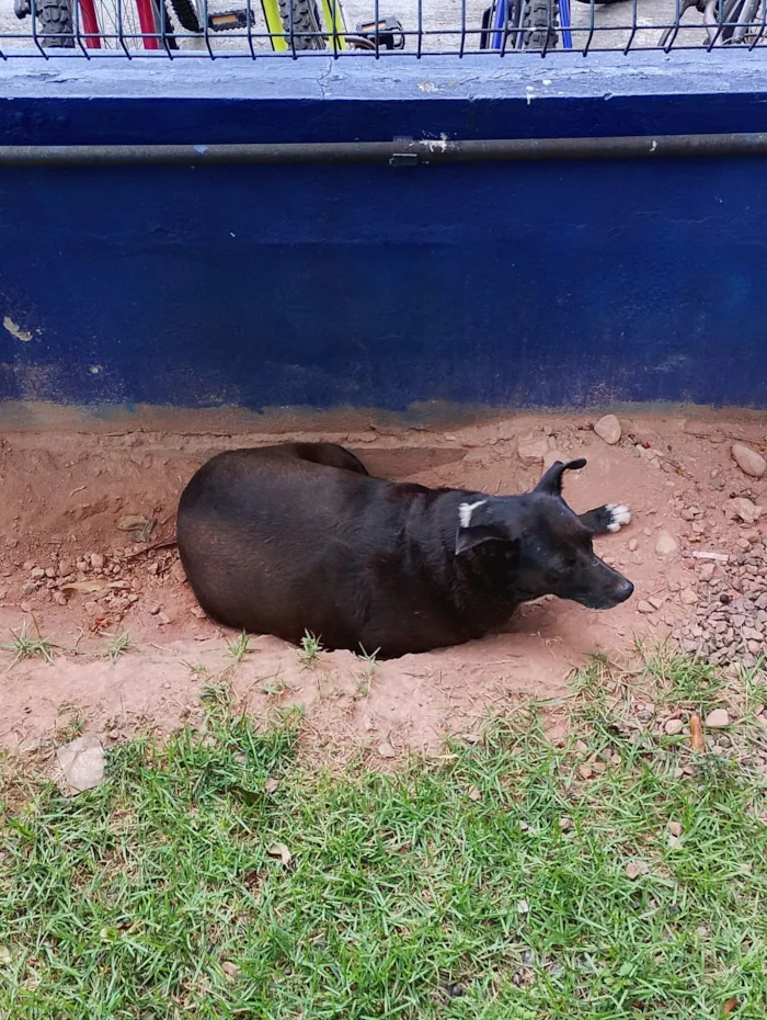 Cachorro raça SRD-ViraLata idade 6 ou mais anos nome Caramelo 