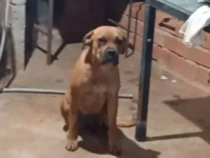 Cachorro raça Boxer idade 1 ano nome Poli