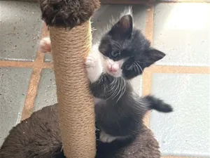 Gato raça SRD-ViraLata idade Abaixo de 2 meses nome 5 filhotes 