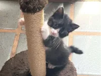 Gato raça SRD-ViraLata idade Abaixo de 2 meses nome 5 filhotes 