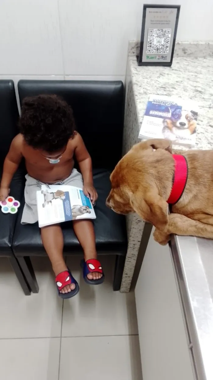Cachorro raça Pit-Bull idade 2 a 6 meses nome Latifah 