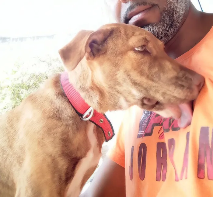 Cachorro raça Pit-Bull idade 2 a 6 meses nome Latifah 