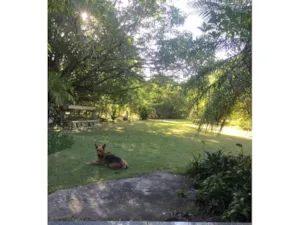 Cachorro raça SRD-ViraLata idade 6 ou mais anos nome Madona