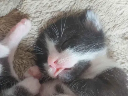 Gato raça SRD-ViraLata idade Abaixo de 2 meses nome Frajola