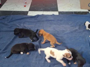 Cachorro raça SRD-ViraLata idade 2 a 6 meses nome Filhotes