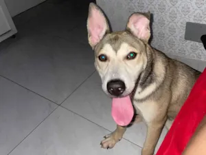 Cachorro raça Husky Siberiano idade 2 a 6 meses nome Atlas