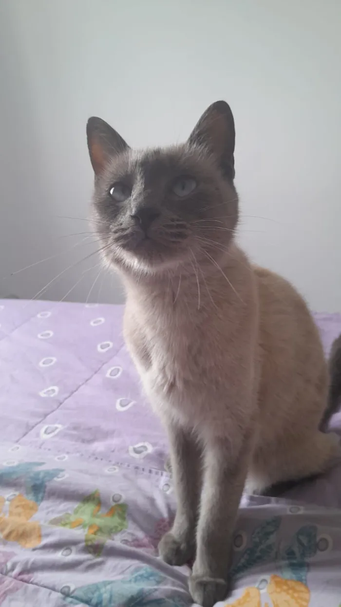 Gato raça Siamês idade 1 ano nome Gal