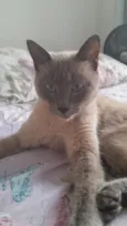 Gato raça Siamês idade 1 ano nome Gal