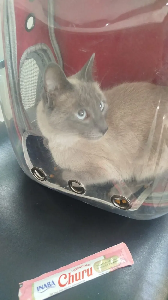 Gato raça Siamês idade 1 ano nome Gal