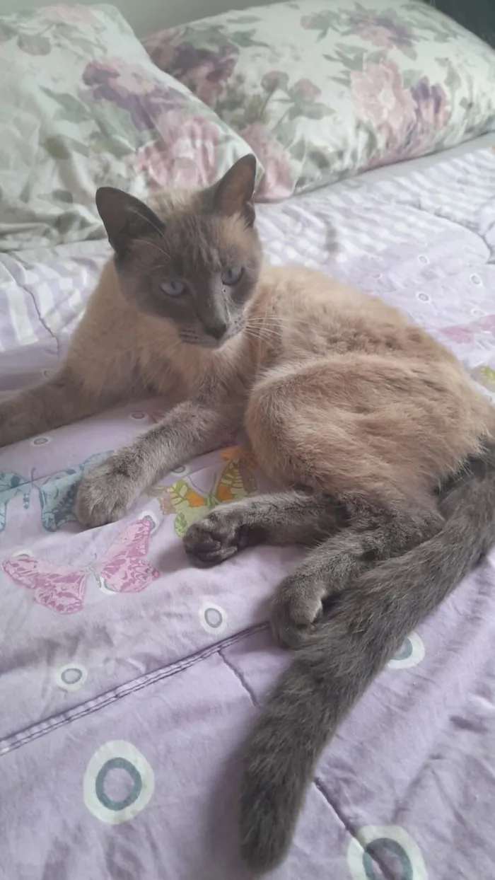 Gato raça Siamês idade 1 ano nome Gal