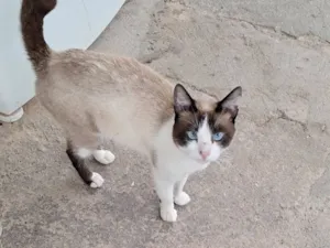 Gato raça SRD-ViraLata idade 3 anos nome Keyllane Silva Moura