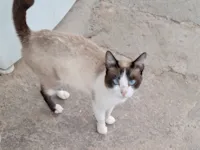 Gato raça SRD-ViraLata idade 3 anos nome Keyllane Silva Moura