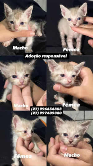 Gato raça SRD-ViraLata idade Abaixo de 2 meses nome Murillo esteves da cunha