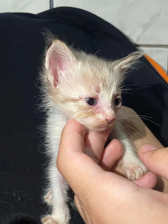 Gato raça SRD-ViraLata idade Abaixo de 2 meses nome Murillo esteves da cunha