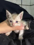 Gato raça SRD-ViraLata idade Abaixo de 2 meses nome Murillo esteves da cunha
