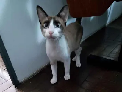 Gato raça Siamês idade 1 ano nome Doação de um gatinho