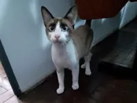 Gato raça Siamês idade 1 ano nome Doação de um gatinho