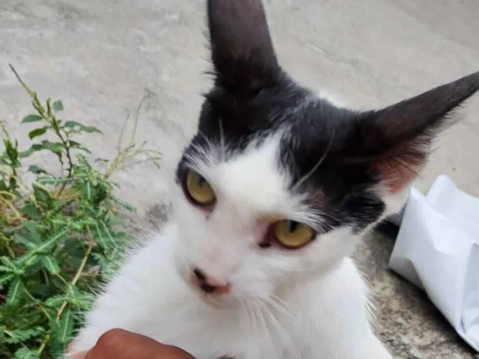 Gato raça SRD-ViraLata idade 1 ano nome Felicia 