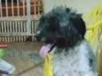 Cachorro raça SRD-ViraLata idade 2 a 6 meses nome Bob