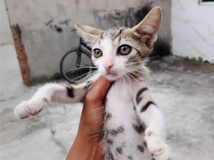 Gato raça SRD-ViraLata idade 2 a 6 meses nome Sem nome 