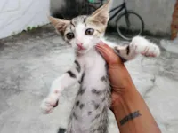 Gato raça SRD-ViraLata idade 2 a 6 meses nome Sem nomee