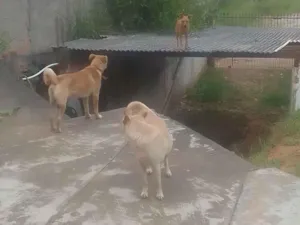 Cachorro raça SRD-ViraLata idade 3 anos nome Nevasca,princesa e fiona