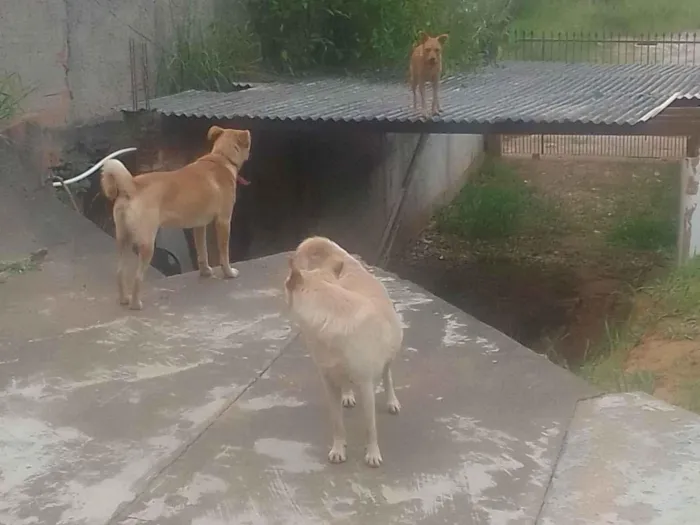 Cachorro raça SRD-ViraLata idade 3 anos nome Nevasca,princesa e fiona