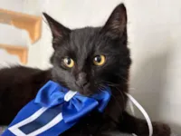 Gato raça SRD-ViraLata idade 2 a 6 meses nome Theo