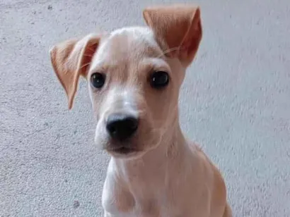 Cachorro raça SRD-ViraLata idade 1 ano nome Igris