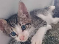 Gato raça SRD-ViraLata idade Abaixo de 2 meses nome Max e Aryna 