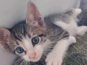 Gato raça SRD-ViraLata idade Abaixo de 2 meses nome Max e Aryna 