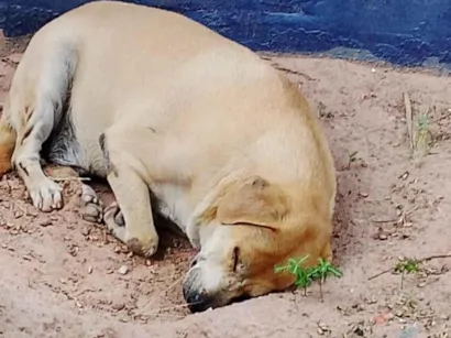 Cachorro raça SRD-ViraLata idade 6 ou mais anos nome Caramelo 