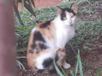 Gato raça SRD-ViraLata idade 2 anos nome Sem nome