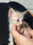 Gato raça SRD-ViraLata idade Abaixo de 2 meses nome Murillo Esteves da Cunha 