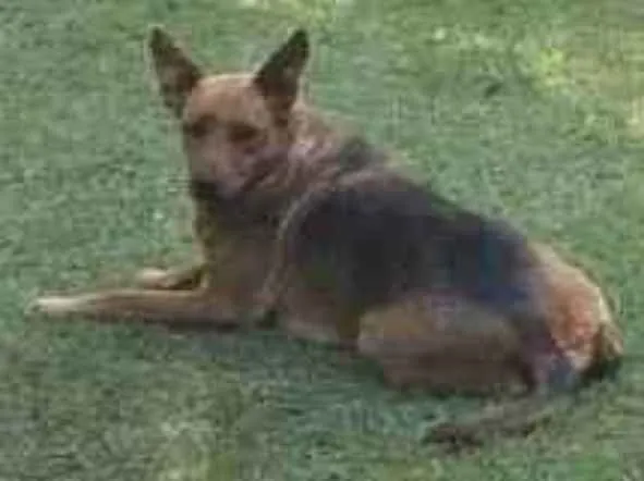 Cachorro raça SRD-ViraLata idade 6 ou mais anos nome Madona