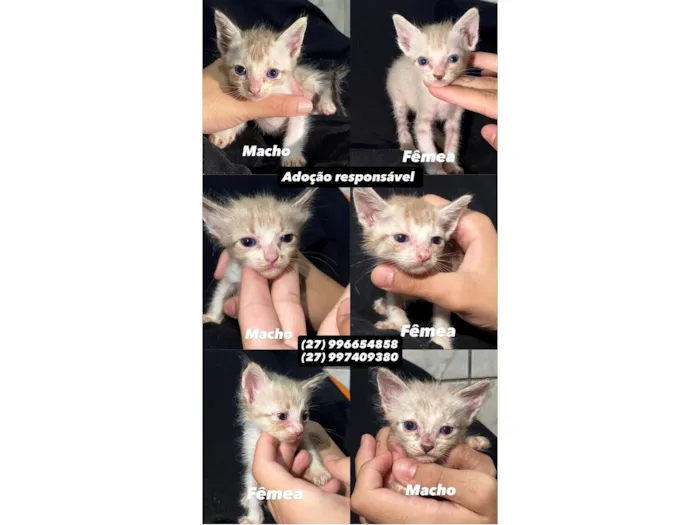 Gato raça SRD-ViraLata idade Abaixo de 2 meses nome Murillo Esteves da Cunha 