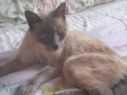 Gato raça Siamês idade 1 ano nome Gal