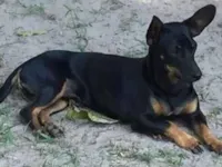 Cachorro raça Pinscher idade 6 ou mais anos nome Pingo