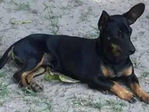 Cachorro raça Pinscher idade 6 ou mais anos nome Pingo