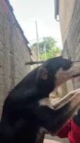 Cachorro raça SRD-ViraLata idade 2 a 6 meses nome Shaquira 