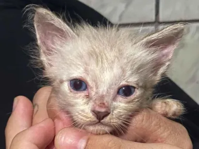 Gato raça SRD-ViraLata idade Abaixo de 2 meses nome Murillo Esteves da Cunha 